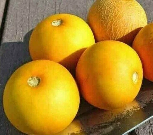 Mango Vine Peach Melon 25 Seeds Organic Melons Early Prolific Heirloom Garden - Image 3