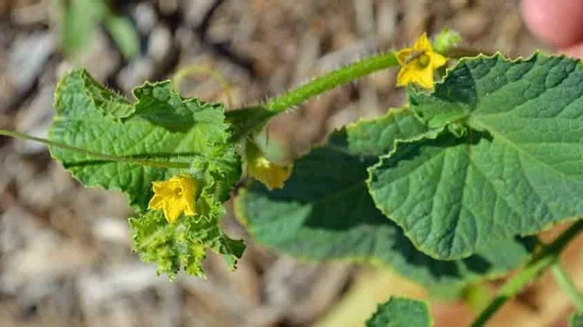 Mango Vine Peach Melon 25 Seeds Organic Melons Early Prolific Heirloom Garden - Image 5