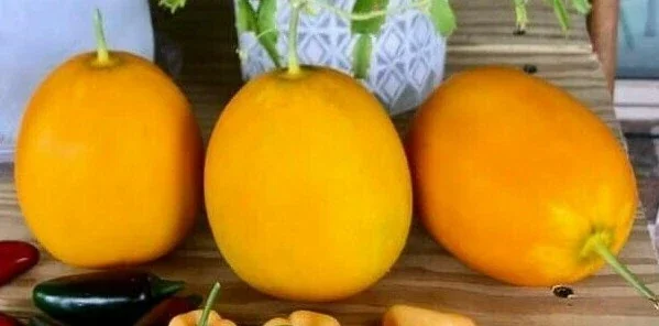 Mango Vine Peach Melon 25 Seeds Organic Melons Early Prolific Heirloom Garden - Image 1