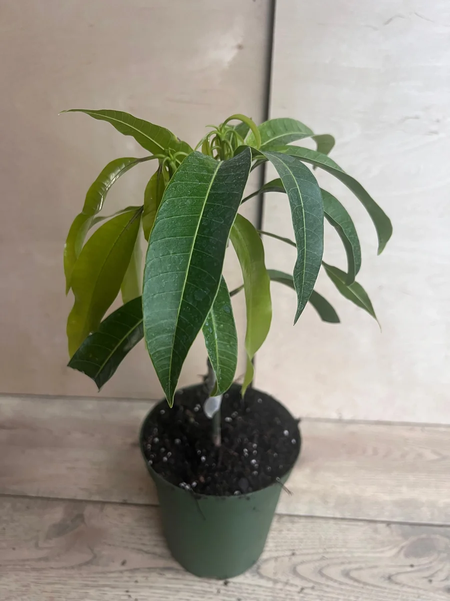 Manila Mango Live Plant – Grafted – 10 inch Pot – Tropical Fruit Tree - Image 2