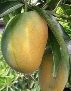 Manila Mango Live Plant – Grafted – 10 inch Pot – Tropical Fruit Tree - Image 1