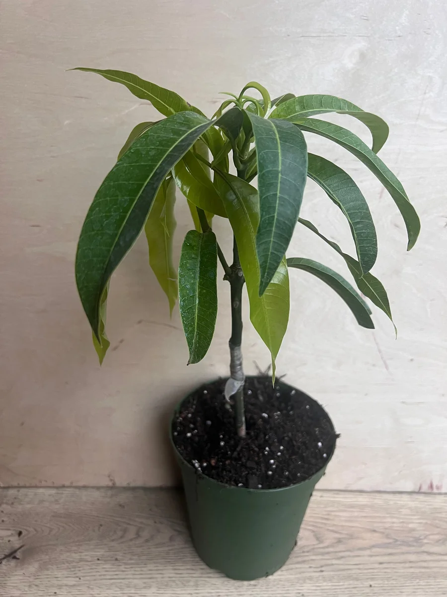 Manila Mango Live Plant – Grafted – 10 inch Pot – Tropical Fruit Tree - Image 3