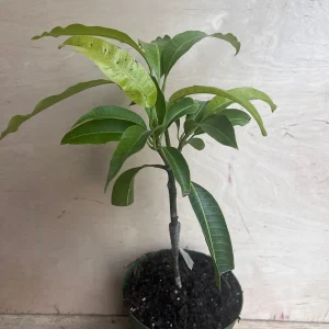 Manila Mango Live Plant – Grafted – 10 inch Pot – Tropical Fruit Tree - Image 4