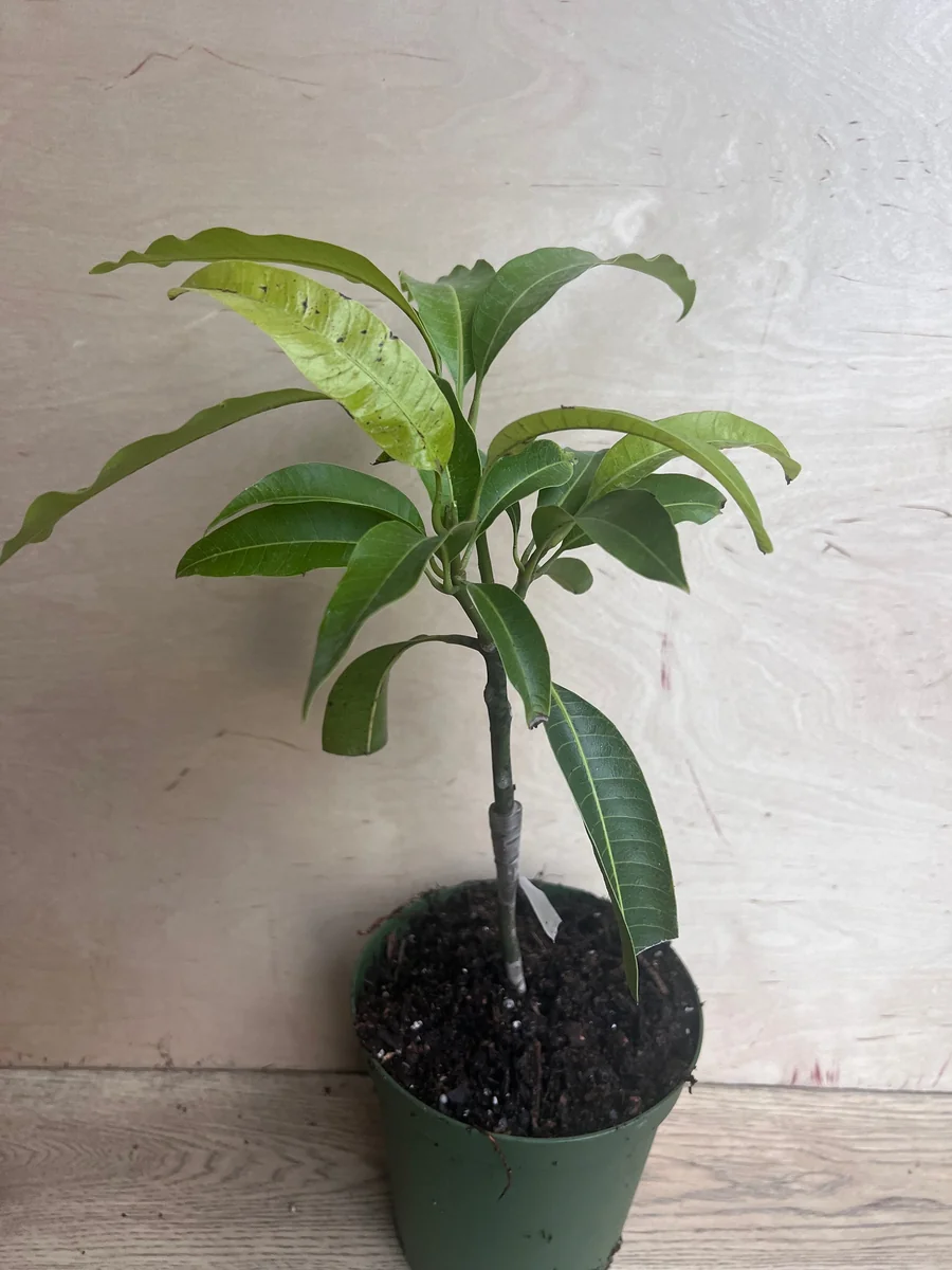 Manila Mango Live Plant – Grafted – 10 inch Pot – Tropical Fruit Tree - Image 4