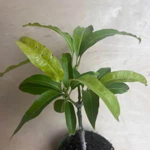 Manila Mango Live Plant – Grafted – 10 inch Pot – Tropical Fruit Tree - Image 5