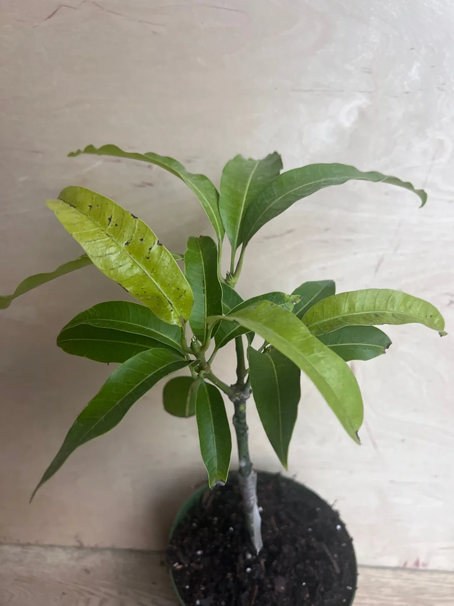 Manila Mango Live Plant – Grafted – 10 inch Pot – Tropical Fruit Tree - Image 5