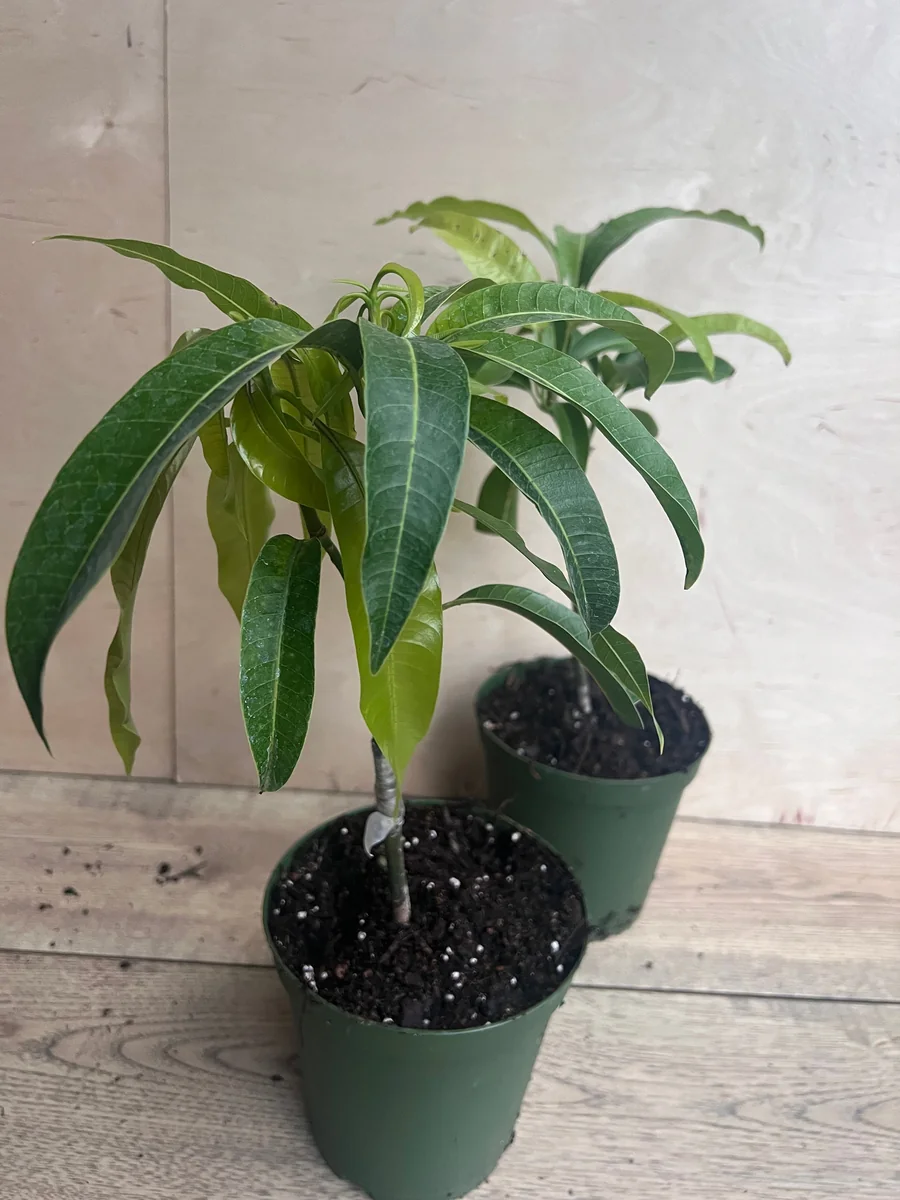 Manila Mango Live Plant – Grafted – 10 inch Pot – Tropical Fruit Tree - Image 6