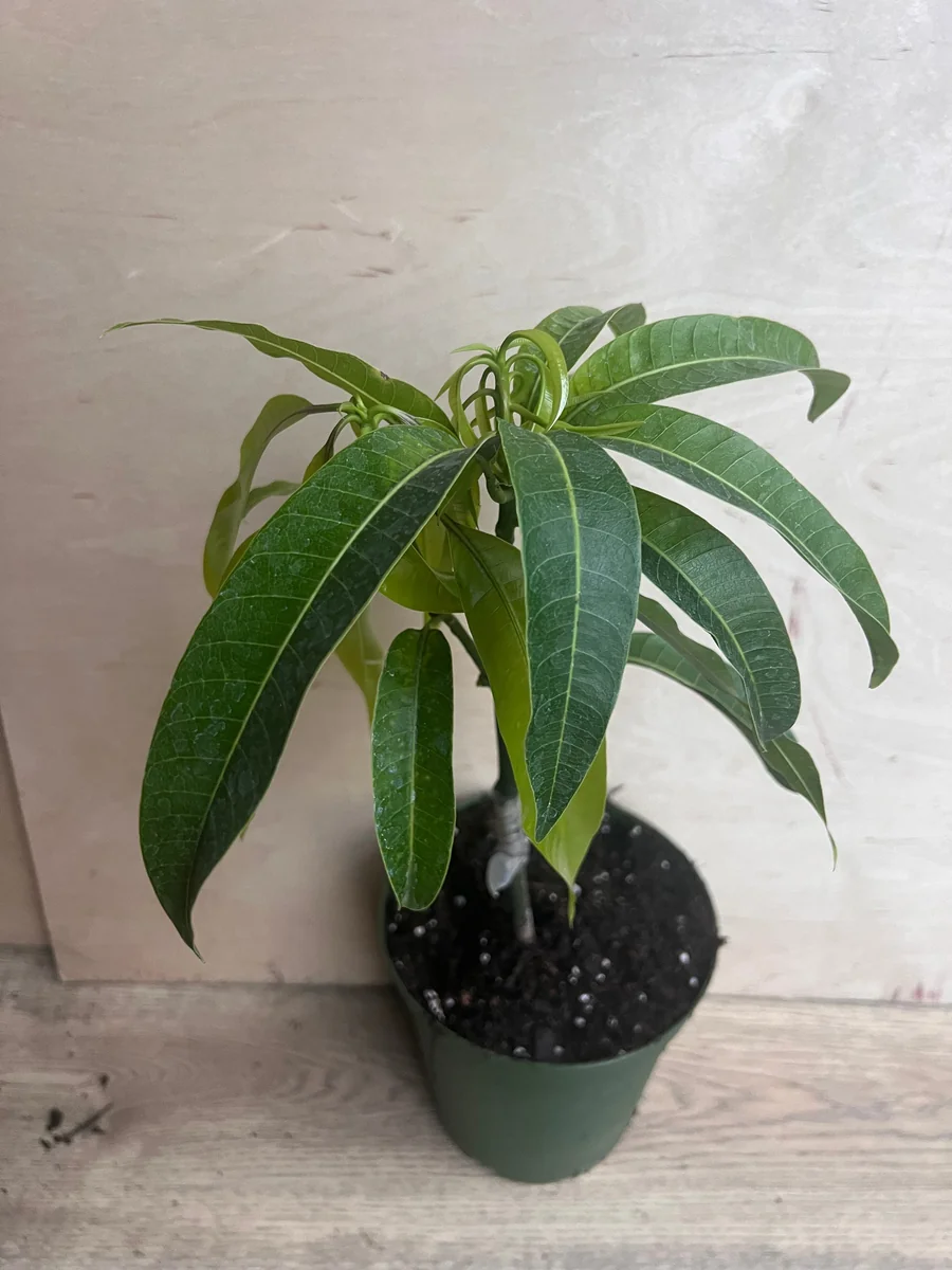 Manila Mango Live Plant – Grafted – 10 inch Pot – Tropical Fruit Tree - Image 7