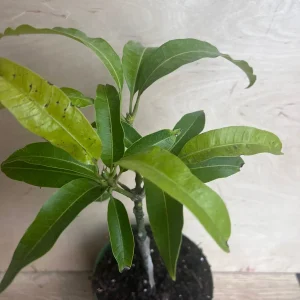 Manila Mango Live Plant – Grafted – 10 inch Pot – Tropical Fruit Tree - Image 8