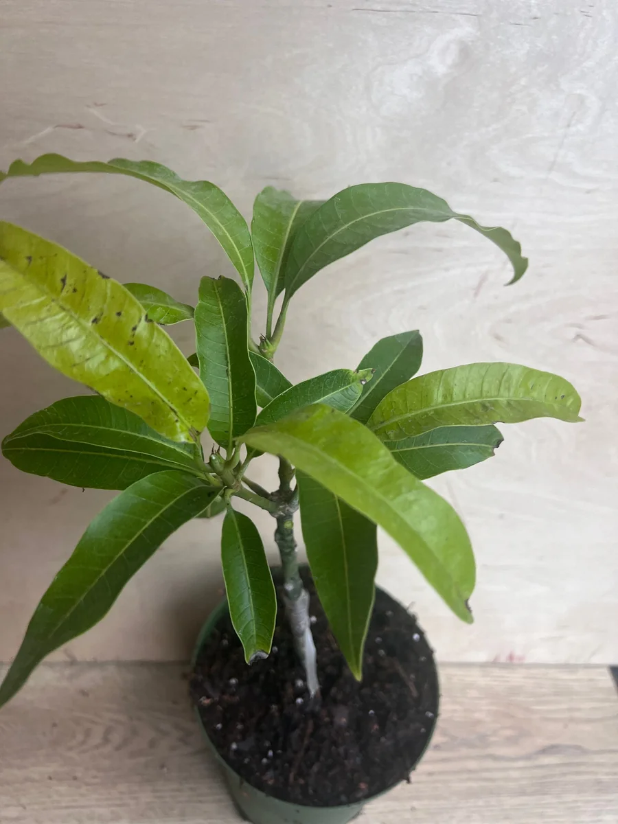 Manila Mango Live Plant – Grafted – 10 inch Pot – Tropical Fruit Tree - Image 8
