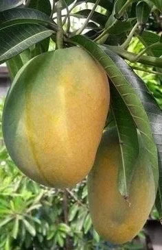 Manila Mango Live Plant – Grafted – 10 inch Pot – Tropical Fruit Tree - Image 1