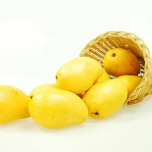 Manila Mango Tree Live Plant – 2-3 ft Tall – Ships in 3 Gallon Pot - Image 2