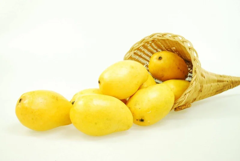 Manila Mango Tree Live Plant – 2-3 ft Tall – Ships in 3 Gallon Pot - Image 2