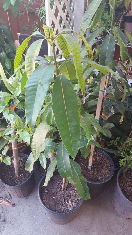 Manila Mango Tree Live Plant – 2-3 ft Tall – Ships in 3 Gallon Pot - Image 1