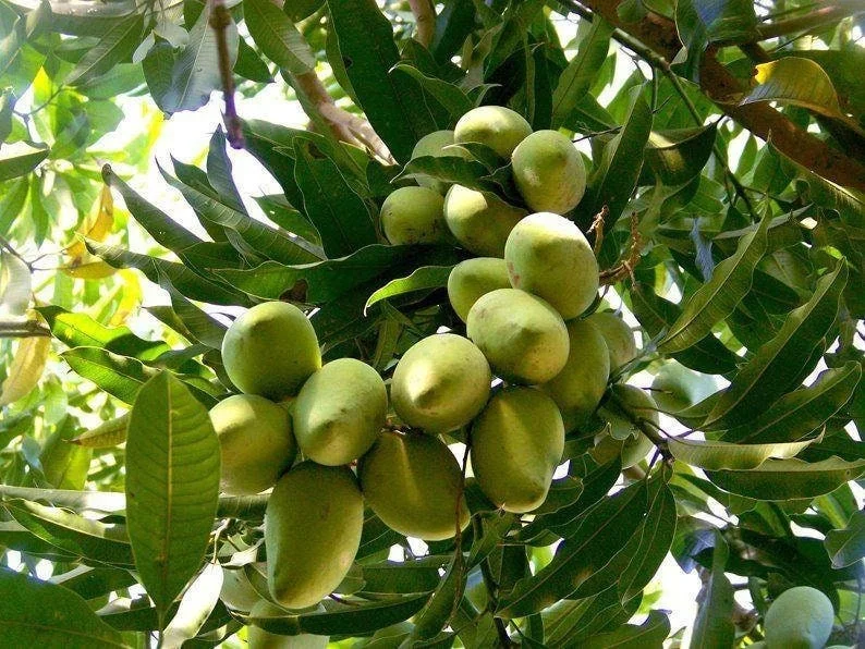 Manila Mango Tree Live Plant – 2-3 ft Tall – Ships in 3 Gallon Pot - Image 3