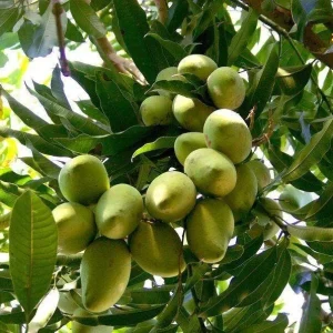 Manila Mango Tree – Live Plant – 2 to 3 Feet Tall – Ship in 3 Gallon Pot – Outdoor Fruit Tree - Image 3