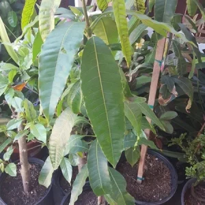 Manila Mango Tree – Live Plant – 2 to 3 Feet Tall – Ship in 3 Gallon Pot – Outdoor Fruit Tree - Image 1