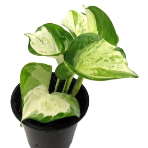 Manjula Pothos Live Plant – 4 inch Pot – Indoor Houseplant - Image 2
