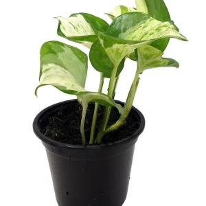Manjula Pothos Live Plant – 4 inch Pot – Indoor Houseplant - Image 1