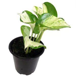Manjula Pothos Live Plant – 4 inch Pot – Indoor Houseplant - Image 4