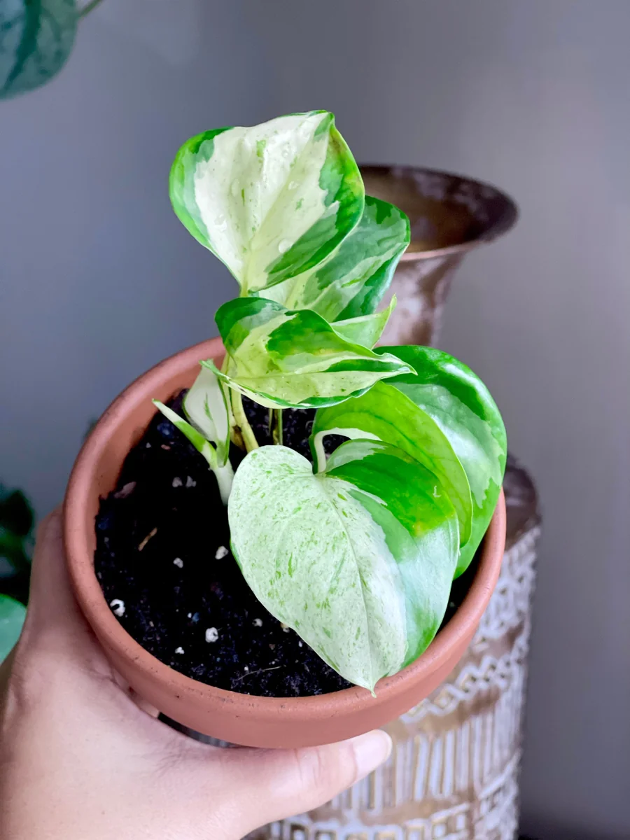 Manjula Pothos Live Plant - Rare White Variegated Epipremnum Aureum Manjula Indoor Houseplant - Image 2