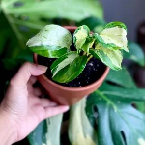 Manjula Pothos Live Plant - Rare White Variegated Epipremnum Aureum Manjula Indoor Houseplant - Image 3