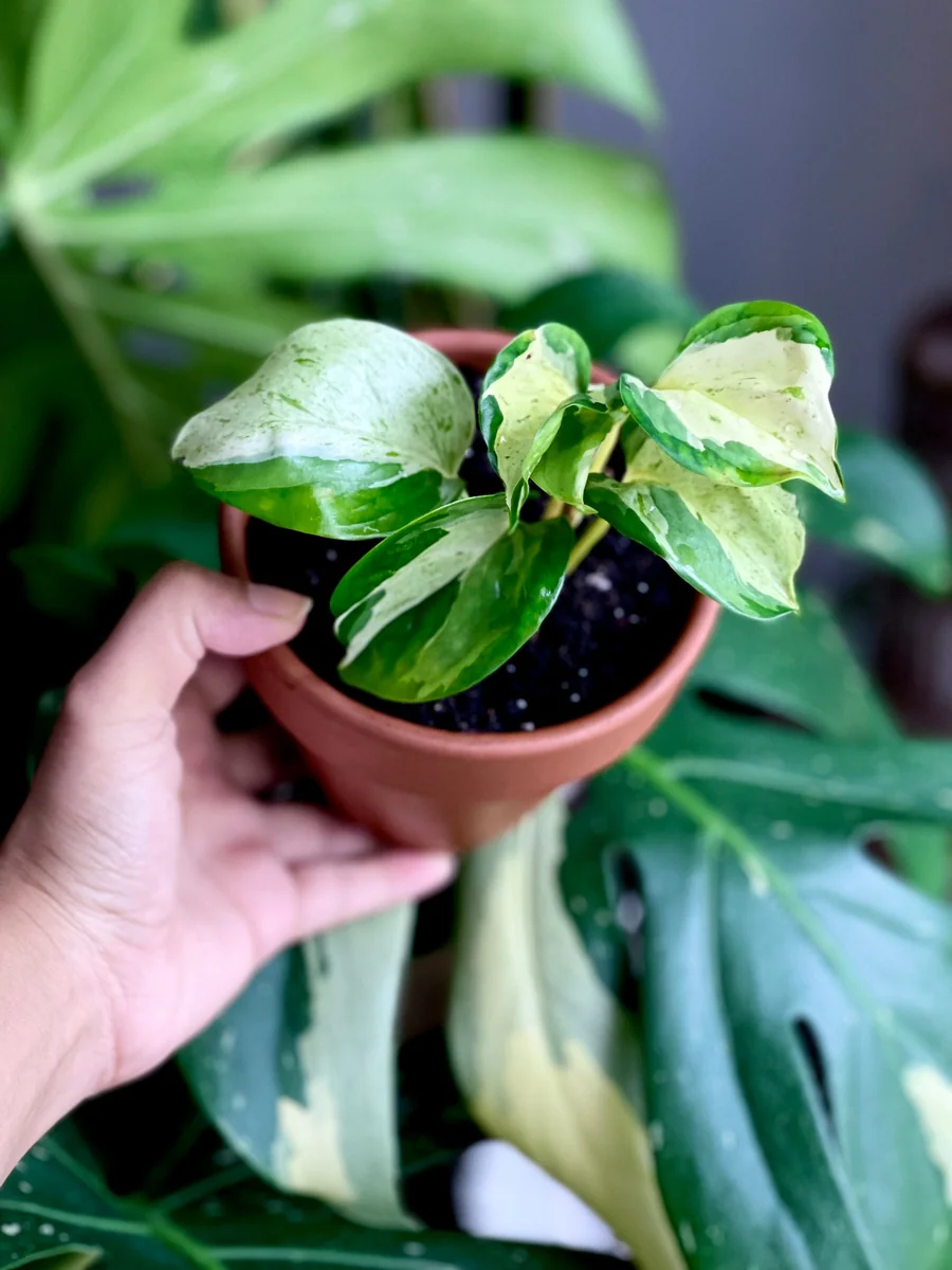 Manjula Pothos Live Plant - Rare White Variegated Epipremnum Aureum Manjula Indoor Houseplant - Image 3