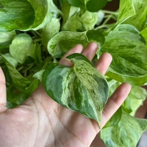 Manjula Pothos Live Plant - Rare White Variegated Epipremnum Aureum Manjula Indoor Houseplant - Image 4