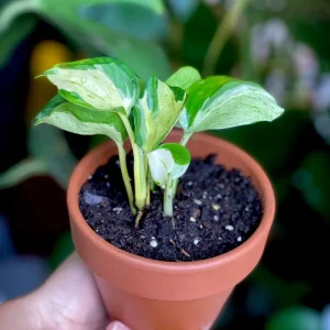 Manjula Pothos Live Plant - Rare White Variegated Epipremnum Aureum Manjula Indoor Houseplant - Image 5