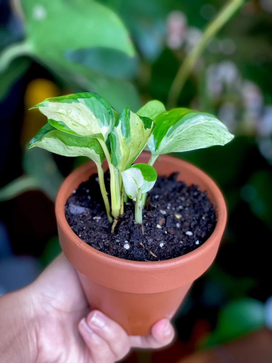 Manjula Pothos Live Plant - Rare White Variegated Epipremnum Aureum Manjula Indoor Houseplant - Image 5