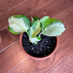 Manjula Pothos Live Plant - Rare White Variegated Epipremnum Aureum Manjula Indoor Houseplant - Image 6