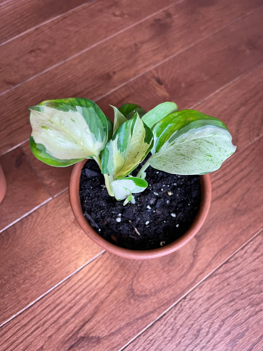 Manjula Pothos Live Plant - Rare White Variegated Epipremnum Aureum Manjula Indoor Houseplant - Image 6