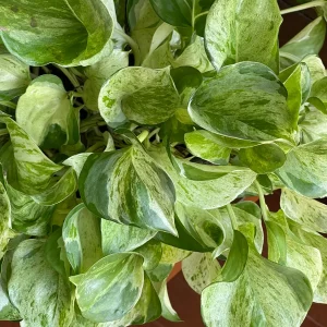 Manjula Pothos Live Plant - Rare White Variegated Epipremnum Aureum Manjula Indoor Houseplant - Image 7