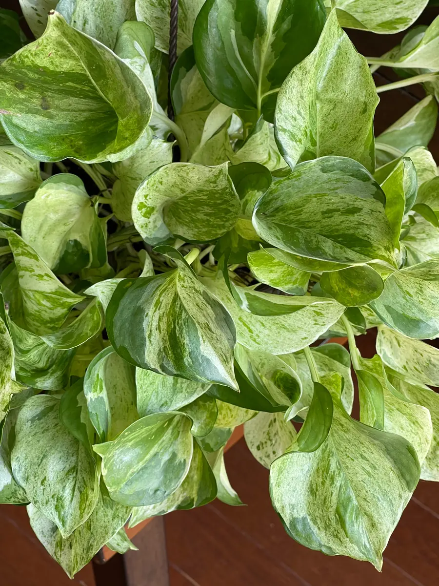 Manjula Pothos Live Plant - Rare White Variegated Epipremnum Aureum Manjula Indoor Houseplant - Image 7