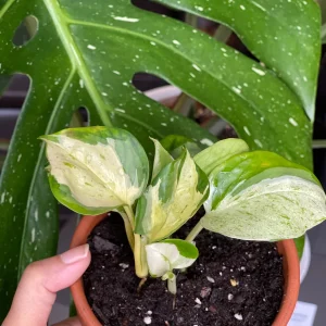 Manjula Pothos Live Plant - Rare White Variegated Epipremnum Aureum Manjula Indoor Houseplant - Image 8