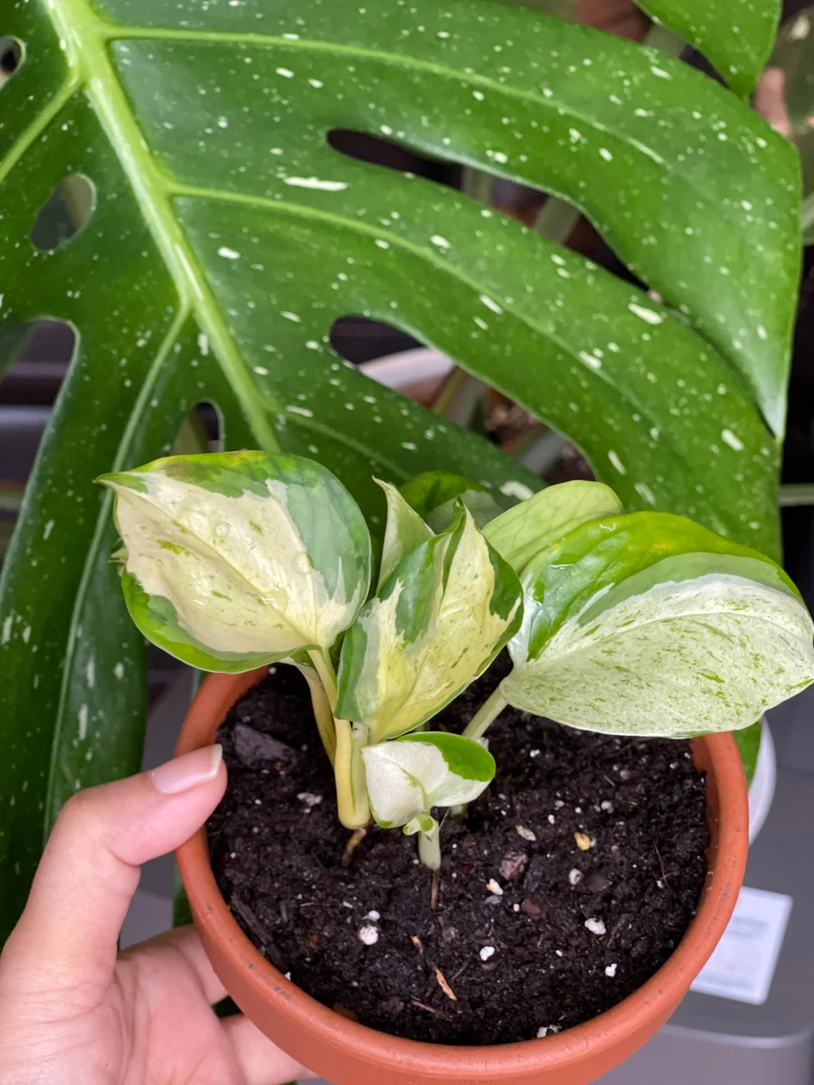 Manjula Pothos Live Plant - Rare White Variegated Epipremnum Aureum Manjula Indoor Houseplant - Image 8