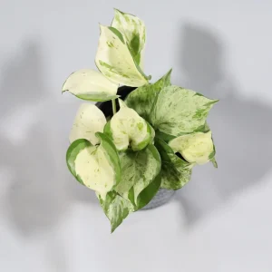 Manjula Pothos Live Plant – Rare White Variegated Indoor Houseplant – 4 inch Pot - Image 3