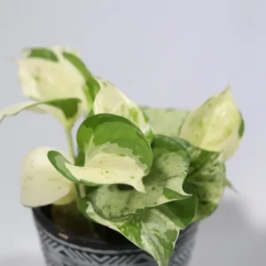 Manjula Pothos Live Plant – Rare White Variegated Indoor Houseplant – 4 inch Pot - Image 4
