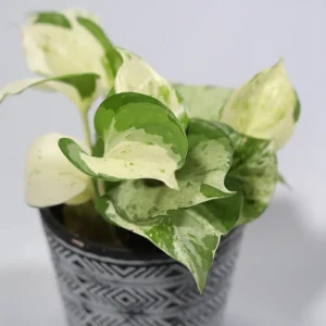 Manjula Pothos Live Plant – Rare White Variegated Indoor Houseplant – 4 inch Pot - Image 9