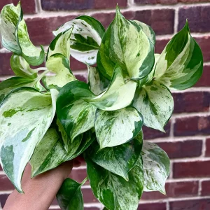 Manjula Pothos Live Plant - Variegated Epipremnum Aureum Indoor Houseplant - Image 1