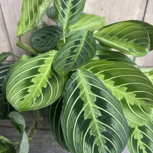 Maranta Lemon Lime Live Plant – 4in Potted Prayer Plant – Indoor Houseplant - Image 2