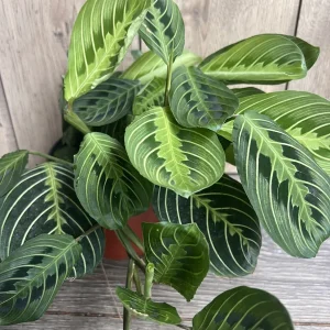 Maranta Lemon Lime Live Plant – 4in Potted Prayer Plant – Indoor Houseplant - Image 5
