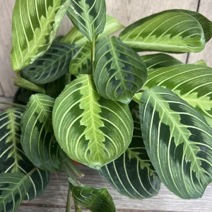 Maranta Lemon Lime Live Plant – 4in Potted Prayer Plant – Indoor Houseplant - Image 6