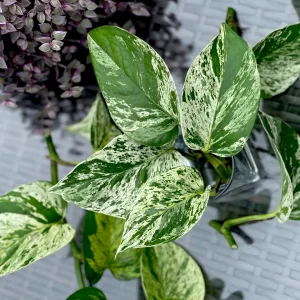 Marble Pothos Cuttings - Variegated Indoor House Plant - Easy Care Propagation - Image 2