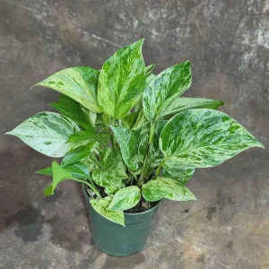 Marble Pothos Cuttings - Variegated Indoor House Plant - Easy Care Propagation - Image 3