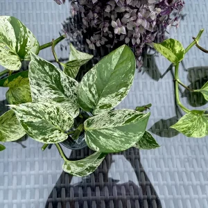 Marble Pothos Cuttings - Variegated Indoor House Plant - Easy Care Propagation - Image 5