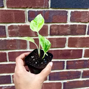 Marble Pothos Cuttings - Variegated Indoor House Plant - Easy Care Propagation - Image 6