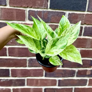 Marble Pothos Cuttings - Variegated Indoor House Plant - Easy Care Propagation - Image 7