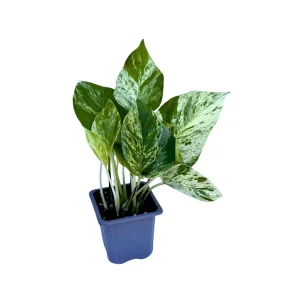 Marble Pothos Live Plant – 3 inch Nursery Pot – Variegated Indoor Houseplant - Image 2