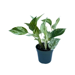 Marble Pothos Live Plant – 3 inch Nursery Pot – Variegated Indoor Houseplant - Image 3